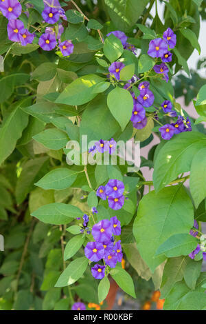 Lycianthes rantonnetii or Solanum rantonnetii - blue potato bush - flowers Stock Photo