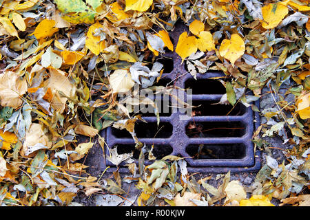 Autumn leaves in a sewer drain in Kiev park Stock Photo