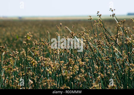 summer scenes in Alberta Stock Photo