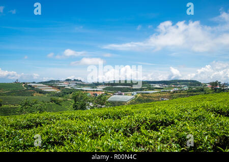 Landscape of Green Tea Hill in Da Lat, Vietnam. Da lat is one of the best tourism cities and aslo one of the largest vegetable and flowers growing are Stock Photo