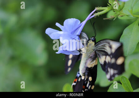 Black Swallowtail Butterfly blossoming on a flower Stock Photo
