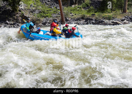 Far and Away Adventures guide Daniela Stokes expertly guides her paddle raft through boiling whitewater rapids on the Middle Fork Salmon River in Idah Stock Photo