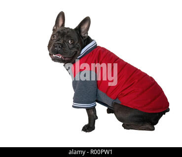 blue french bulldog wearing a plain coat ,sitting with  side facing looking to the front, white isolated background Stock Photo