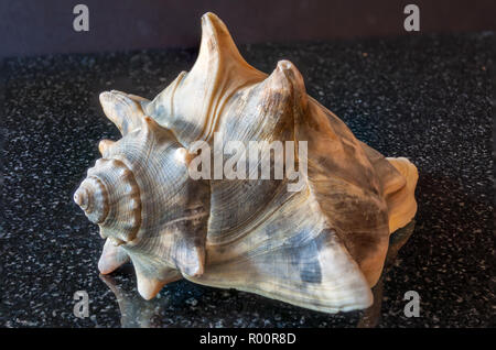 Sea shell Stock Photo