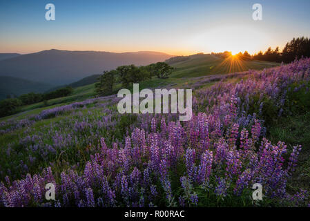 Lupine at Childs Hill Prairie on Bald Hills Road, Redwoods National and State Parks, California. Stock Photo