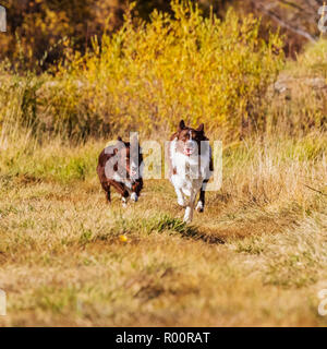 Two  Border Collie dogs running outside in a park near Salida; Colorado; USA Stock Photo