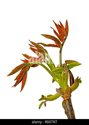 The young spring walnut sprout in the period of rapid growth. Isolated on the white background Stock Photo