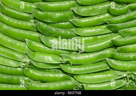 Young green pea pods laid in the rows Stock Photo