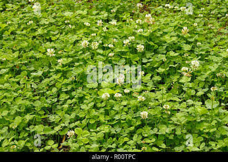 White clover flowers flowering in the meadow Stock Photo