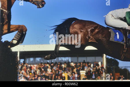 Hunting racecourse meeting, Cambs, England, UK Stock Photo