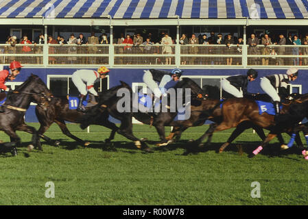 Hunting racecourse meeting, Cambs, England, UK Stock Photo