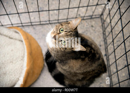 Shelter Cat looking up from her cage at the rescue. Small Tabby cat with green eyes, sad face and welcoming eyes. Stock Photo