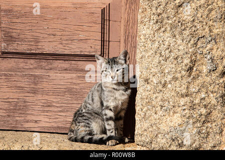 Young Tabby nabbing against old wooden door in the sun. Portuguese street cat. Stock Photo