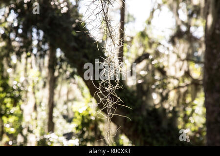 Moss hanging from tree in Jekyll Island Georgia, USA. Stock Photo