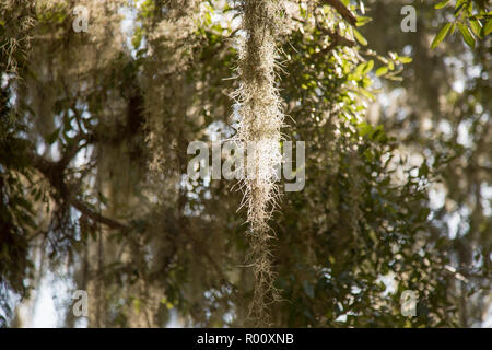 Moss hanging from tree in Jekyll Island Georgia, USA. Stock Photo