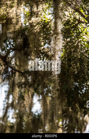 Moss hanging from tree in Jekyll Island Georgia, USA. Stock Photo