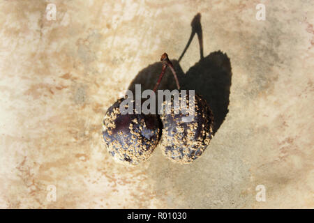 Ripe Victoria Plum on tree, infected with Brown Rot fungal disease Stock Photo