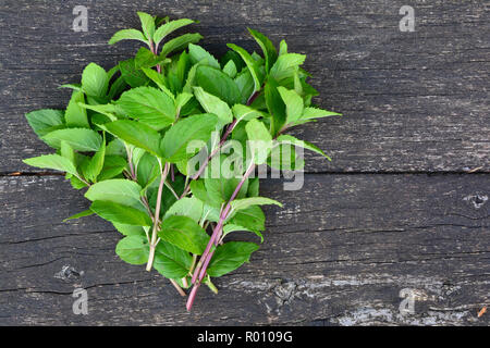 Bundle of freshly harvested wild Mentha aquatica or Water mint on wooden surface of old oak table with copy space Stock Photo