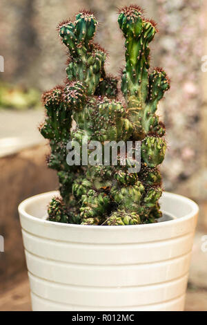 succulent white pot selective focus Close up cactus Stock Photo