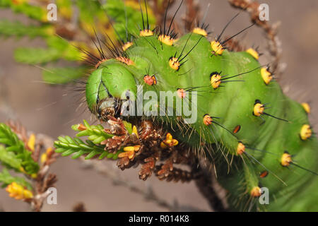 Emperor Moth caterpillar (Saturnia pavonia) feeding on heather. Tipperary, Ireland Stock Photo