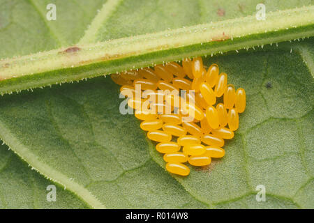 Green Dock Beetle eggs (Gastrophysa viridula) on the underside of dock leaf. Tipperary, Ireland Stock Photo