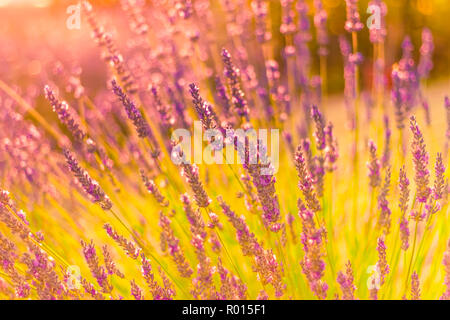 Beautiful lavender in sunset flare. Summer flowers, close-up of bright summer meadow and sun rays. Idyllic nature background Stock Photo