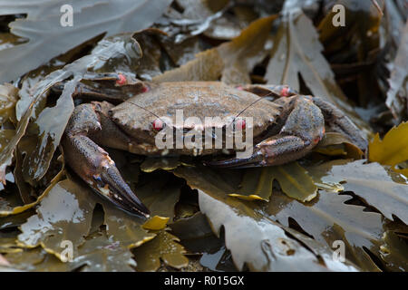 Velvet Swimming Crab (Necora puber) Stock Photo