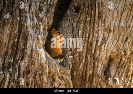 African hoopoe in Kruger National park, South Africa ; Specie Upupa africana family of Upupidae Stock Photo