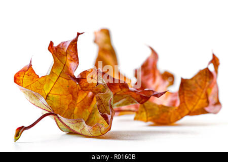 Maple autumn colorful leaves isolated on white background. Stock Photo