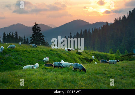 Sun setting above the pine forest and mountain tops. Herd of sheep grazing in the foreground. Several clouds in the sky at sunset. Warm summer evening Stock Photo