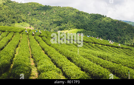 CHIANG RAI, THAILAND - SEPTEMBER 25 : Hill tribe women have a basket of tea leaves on tea plantation on September 25, 2018 on a tea plantation at 101  Stock Photo