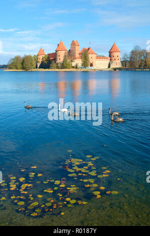 Medieval castle of Trakai, Vilnius, Lithuania, Eastern Europe, located between beautiful lakes and nature with family of swans and water plants Stock Photo