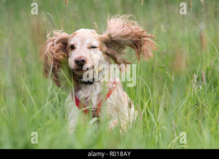 Cocker Spaniel in the Fields Stock Photo