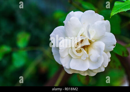 Rose white whit fly Stock Photo