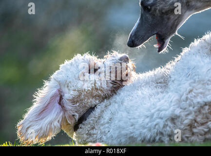 Young Cockapoo dog Stock Photo