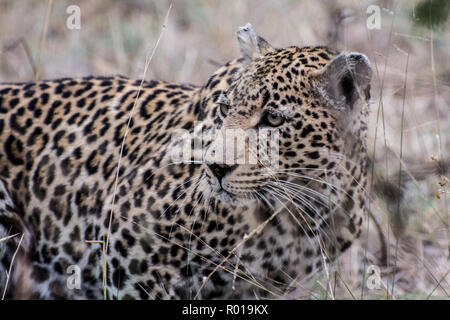 Close up portrait of leopard (Panthera pardus) in the Sabi Sands, Greater Kruger, South Africa Stock Photo