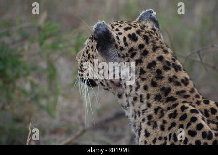 Close up portrait of leopard (Panthera pardus) in the Sabi Sands, Greater Kruger, South Africa Stock Photo
