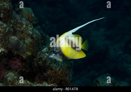 Red Sea Bannerfish, Heniochus intermedius, on coral reef, Hamata, Red Sea, Egypt Stock Photo