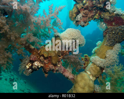 Coral growing on the Hamada shipwreck at Abu Ghusun, Red Sea, Marsa Alam, Egypt Stock Photo