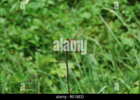Take the colors to bold yourself out from the grasshoppers inspite of lazyness. Stock Photo