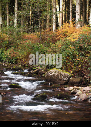 Burncourt River in autumn at Glengarra Woods, Cahir, Co. Tipperary