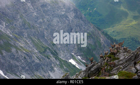 herd of young alpine ibex mountain goats on a jagged rocky mountain peak in the Swiss Alps Stock Photo