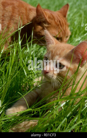 Orange fluffy kitten hiding in the green grass on a summer day. Looks round big big eyes forward. Mama cat guards her kitten and carefully looks aroun Stock Photo