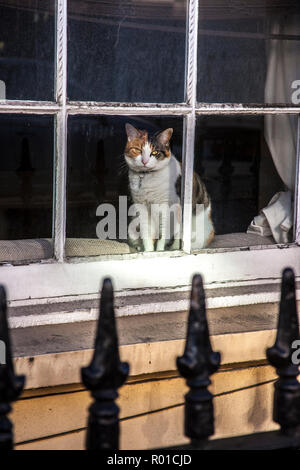 cat looking out of window, directly into lens. Stock Photo
