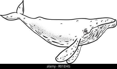 Drawing sketch style illustration of a humpback whale, a species of baleen whale, with distinctive body shape, long pectoral fins and knobbly head in  Stock Vector
