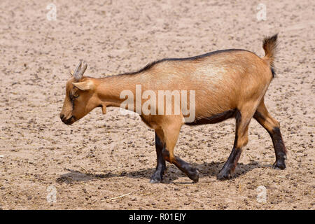 Brown goat (Capra aegagrus) walking and seen from profile Stock Photo