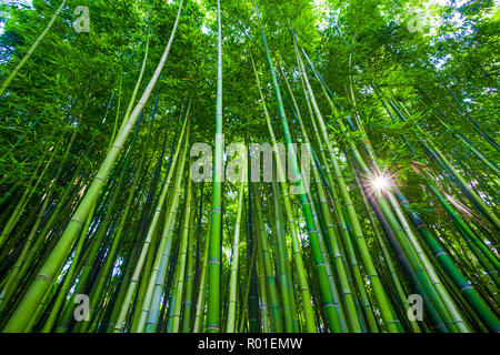 Bamboo forest from below, Anduze, France Stock Photo