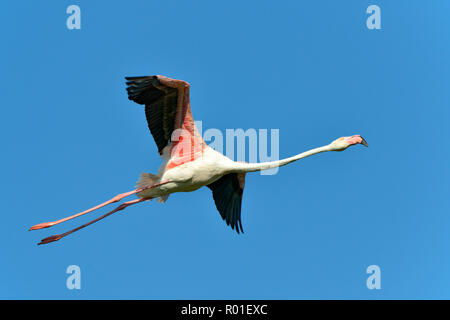 Flamingo in flight (Phoenicopterus ruber) on the blue sky background, in the Camargue is a natural region located south of Arles, France, Stock Photo