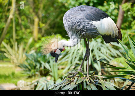 Closeup of Black Crowned Crane (Balearica pavonina) seen from profile Stock Photo