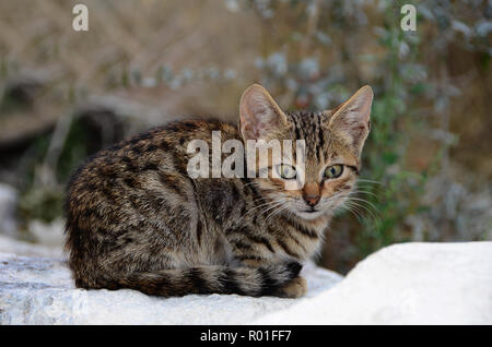 Young cat, mackerel, sits in the snow, Crete, Greece Stock Photo
